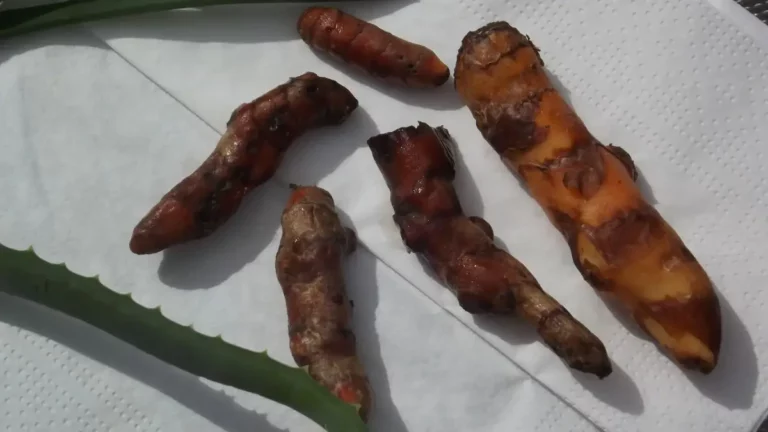 Kurkuma, goldgelbe Wunderknolle, gesund, w&uuml;rzig, entz&uuml;ndungshemmend