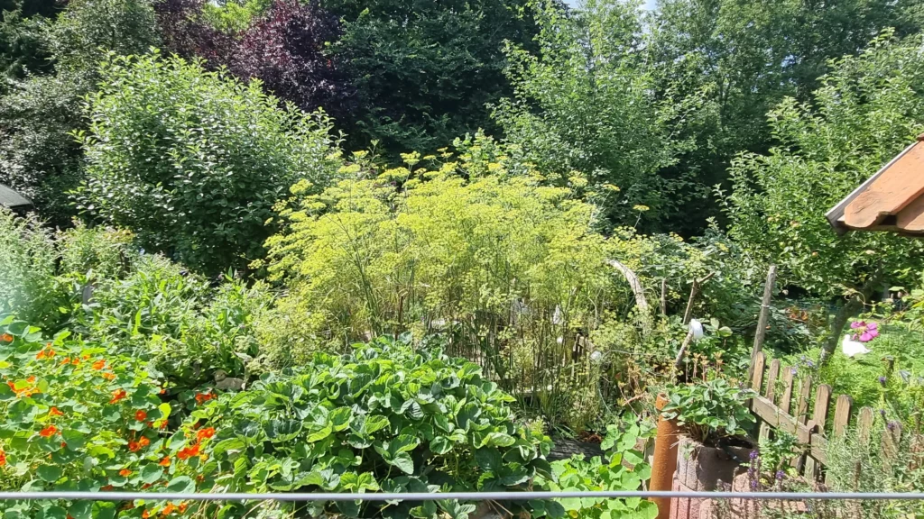 Saisonale Kräuter Sommer