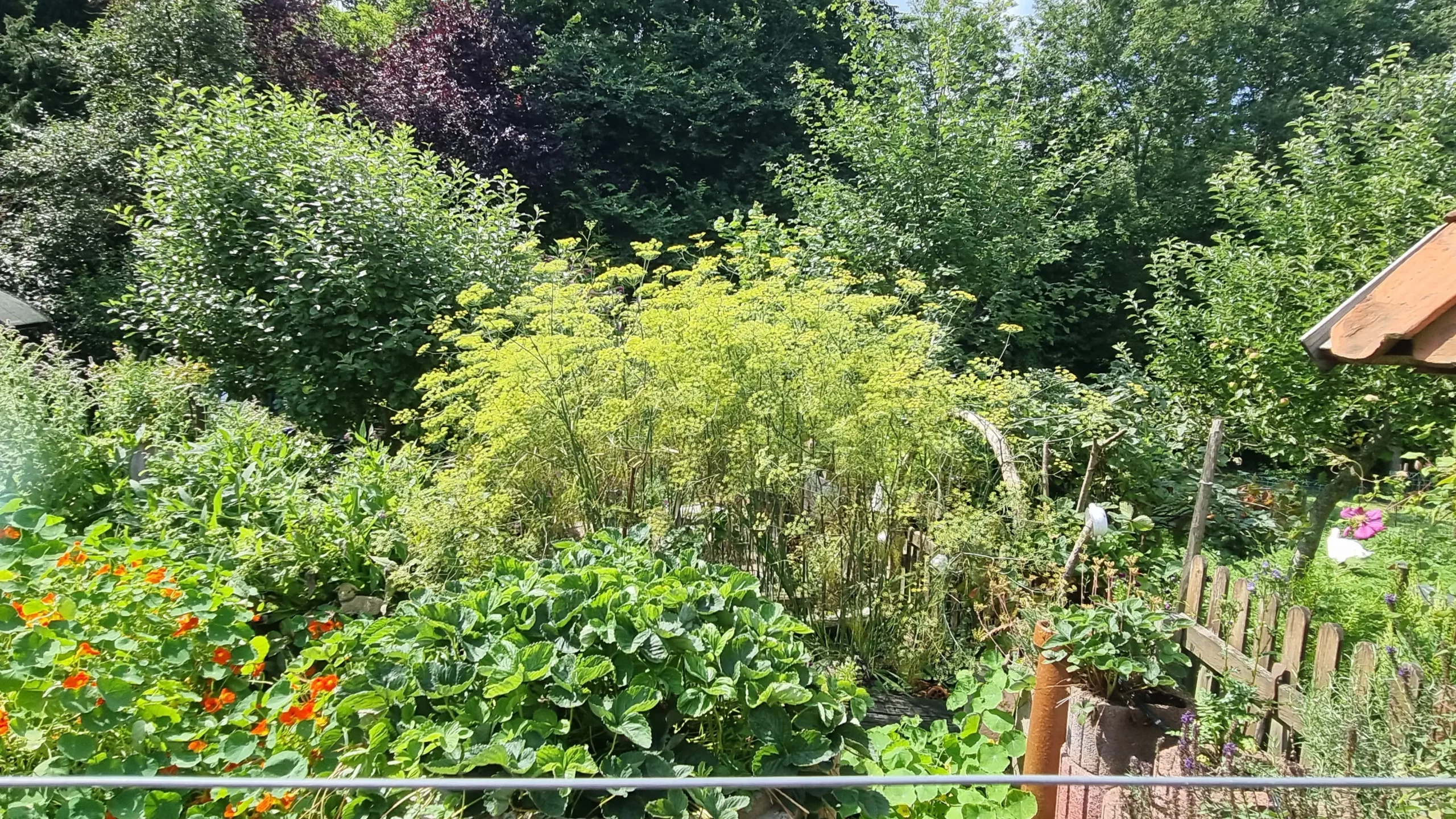 Saisonale Kr&auml;uter Sommer