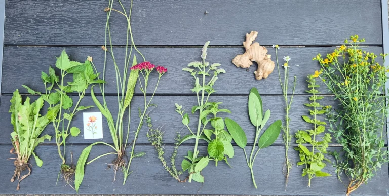 12 Kr&auml;uter Hausapotheke