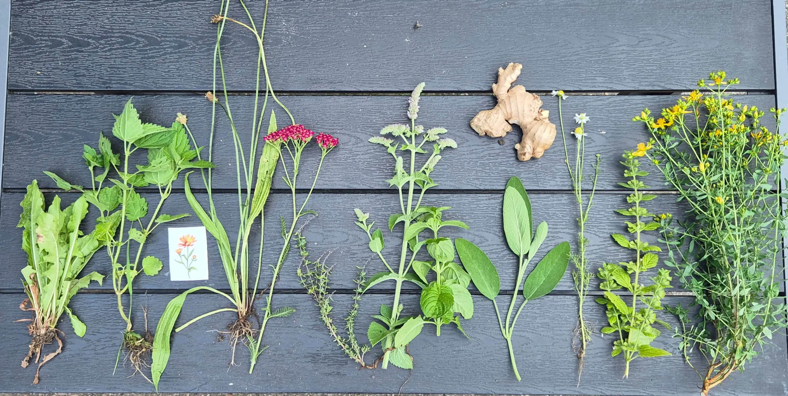 12 Kräuter Hausapotheke