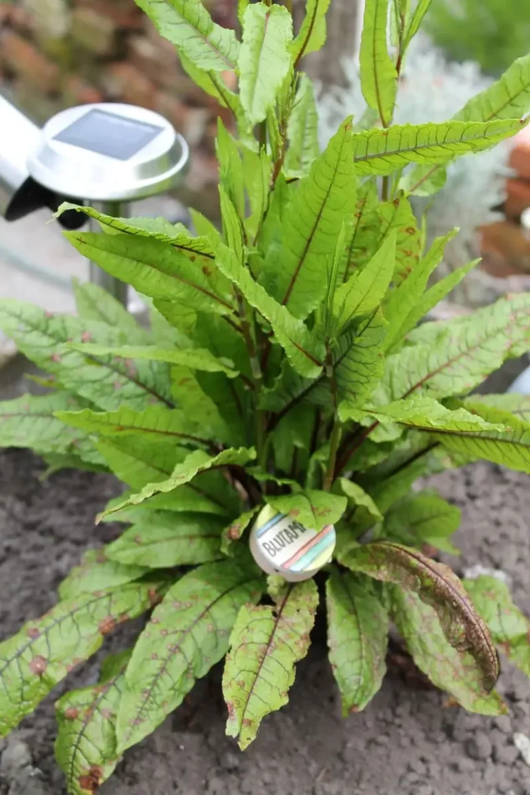 Blutampfer, essbare Staude, rote Adern, winterhart