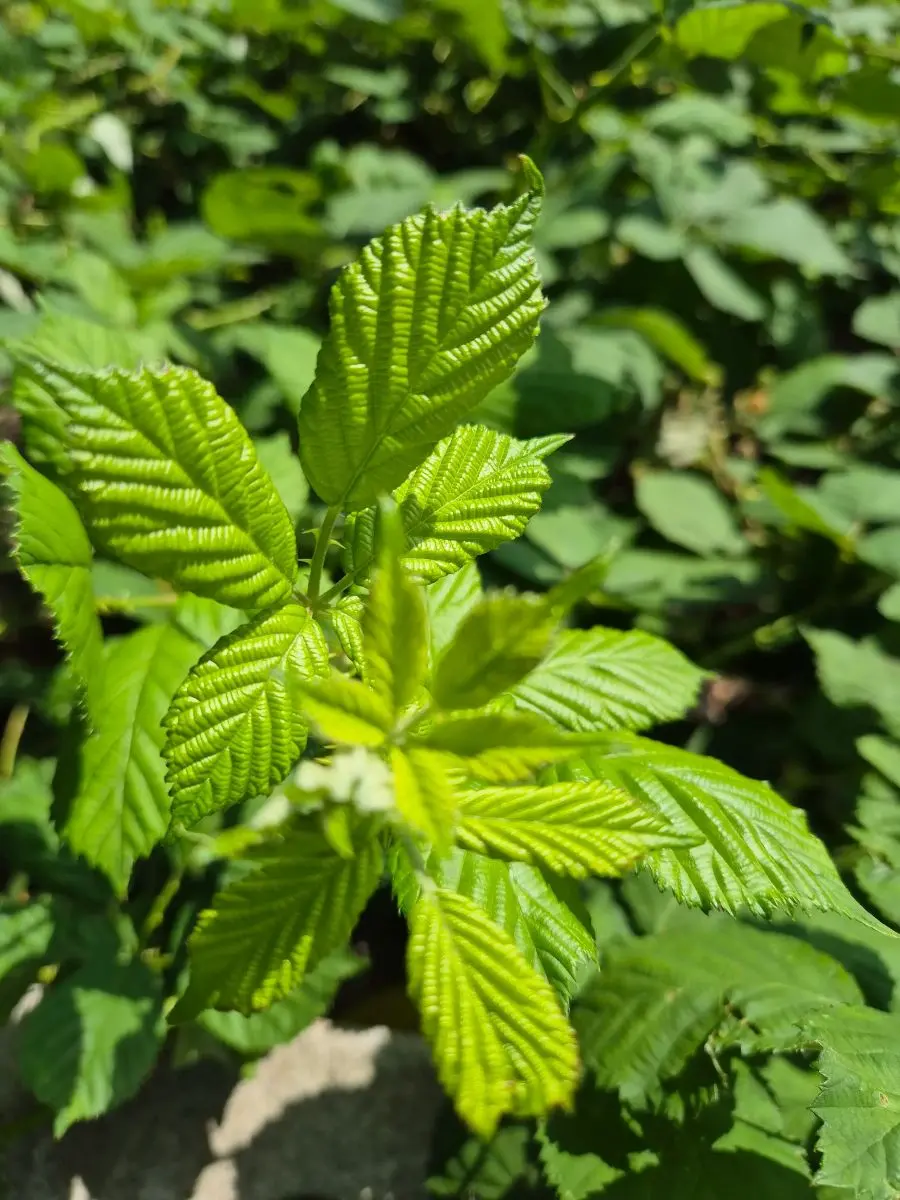 Junger Trieb der Brombeere mit hellgrünen, noch weichen Blättern im Sonnenlicht