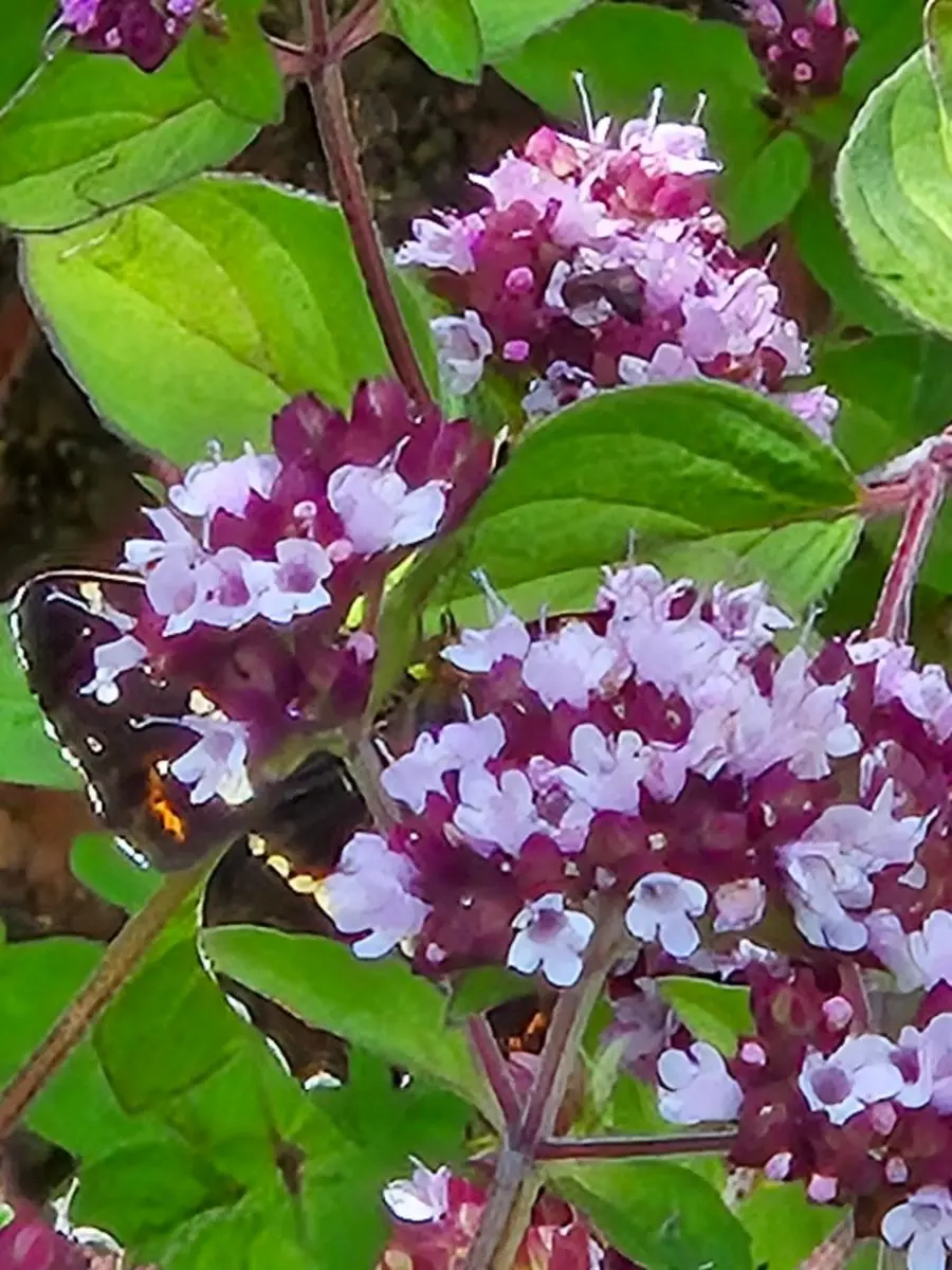 Blühender Dost mit rosa Blütenständen und einem Schmetterling daran