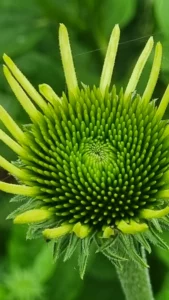 Echinacea