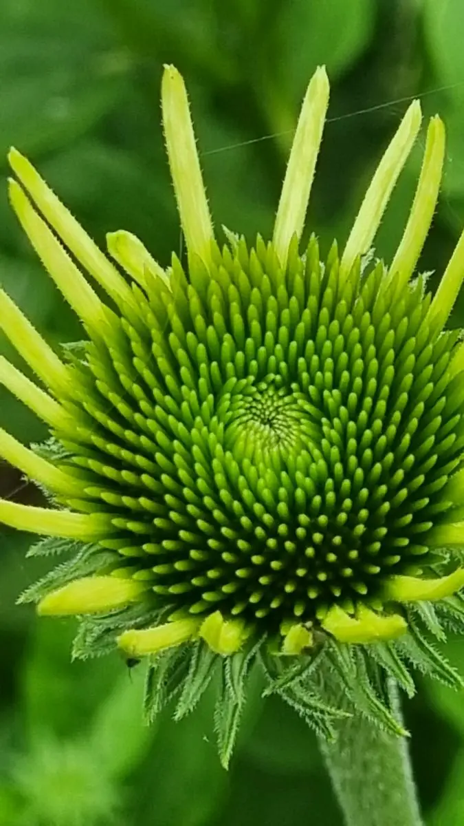 Echinacea, st&auml;rkt Abwehrkr&auml;fte, hilft gegen Erk&auml;ltungsinfekte