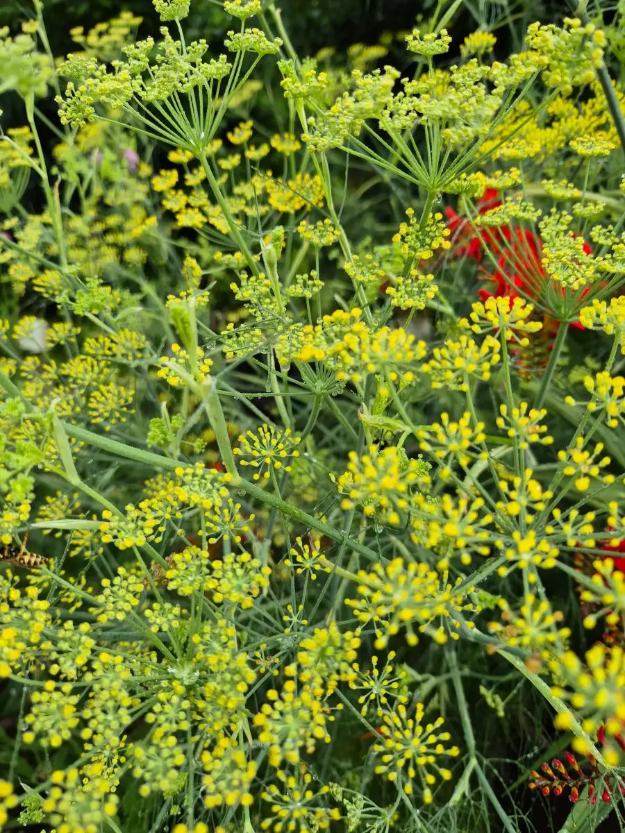 Blühender Fenchel mit vielen gelben Doldenblüten und feinen fadenförmigen Blättern