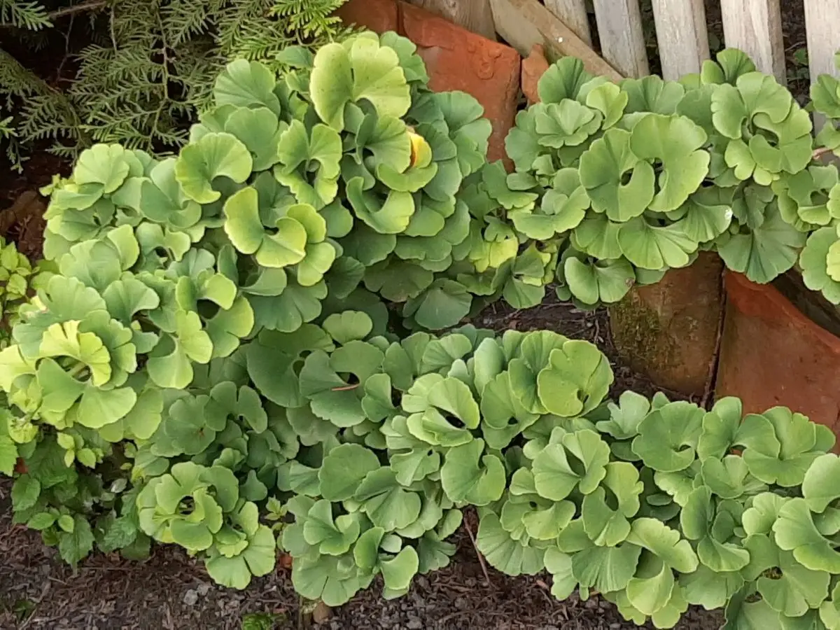 Ginkgo mit dicht stehenden, fächerförmigen Blättern an einer Ziegelmauer