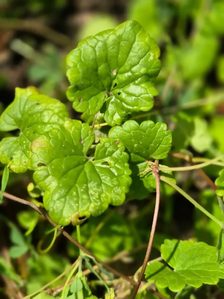 Gundermann, kriechendes, aromatisches Wildkraut, würzige Heilpflanze