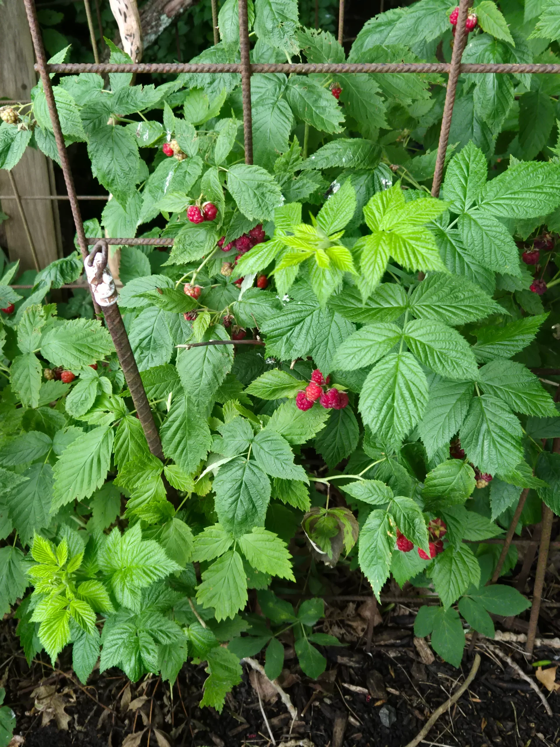 Himbeeren