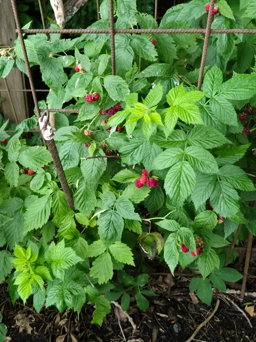 Himbeere am Rankgitter mit roten reifen und noch hellen unreifen Früchten