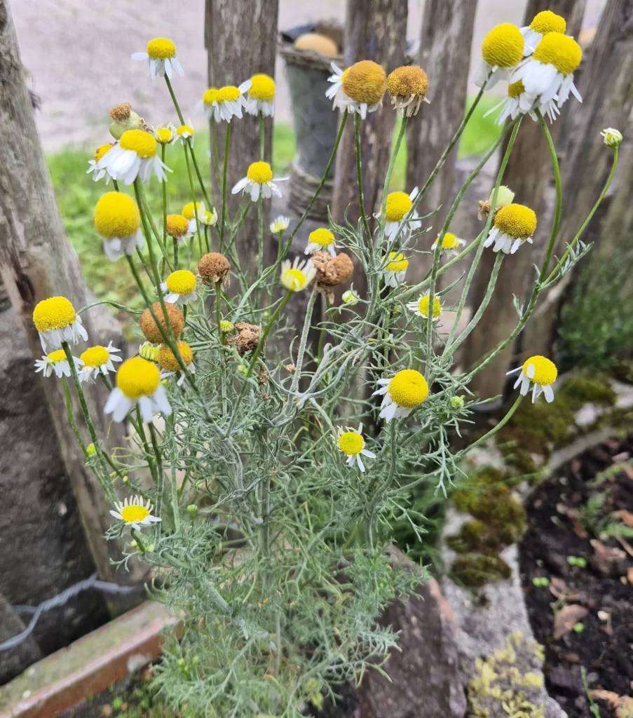 Kamille (Matricaria chamomilla)