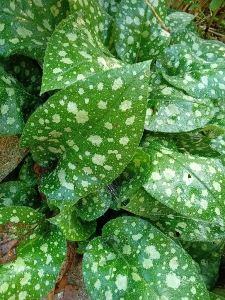 Lungenkraut, Heilpflanze, Frühblüher, gefleckte Blätter