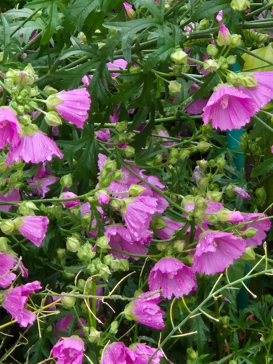 Rosa blühende Malve mit Regentropfen auf den Blüten und tief geschlitzten Blättern