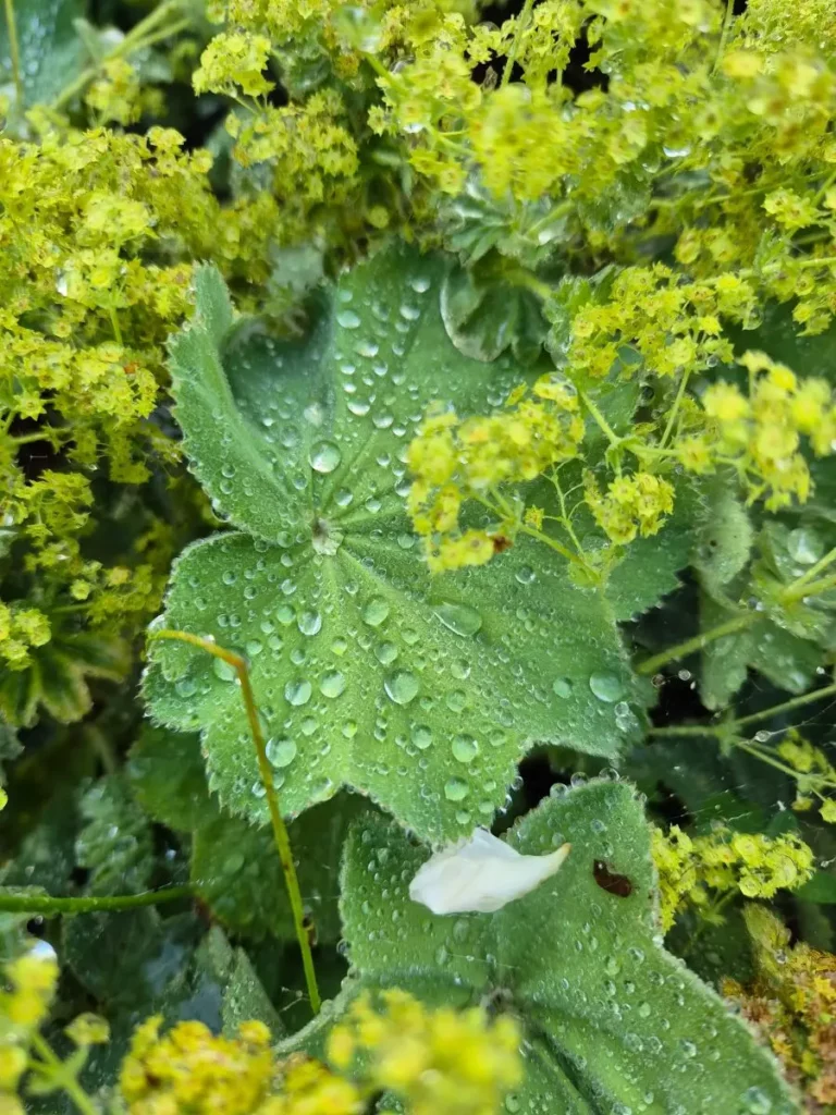 Mutterkraut, natürliche Hilfe zur Migränevorbeugung und Schmerzlinderung