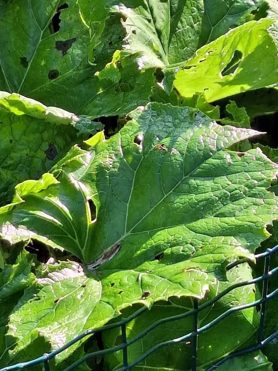 Große Blätter der Pestwurz mit heller Mittelrippe und Fraßlöchern an einem Gitterzaun
