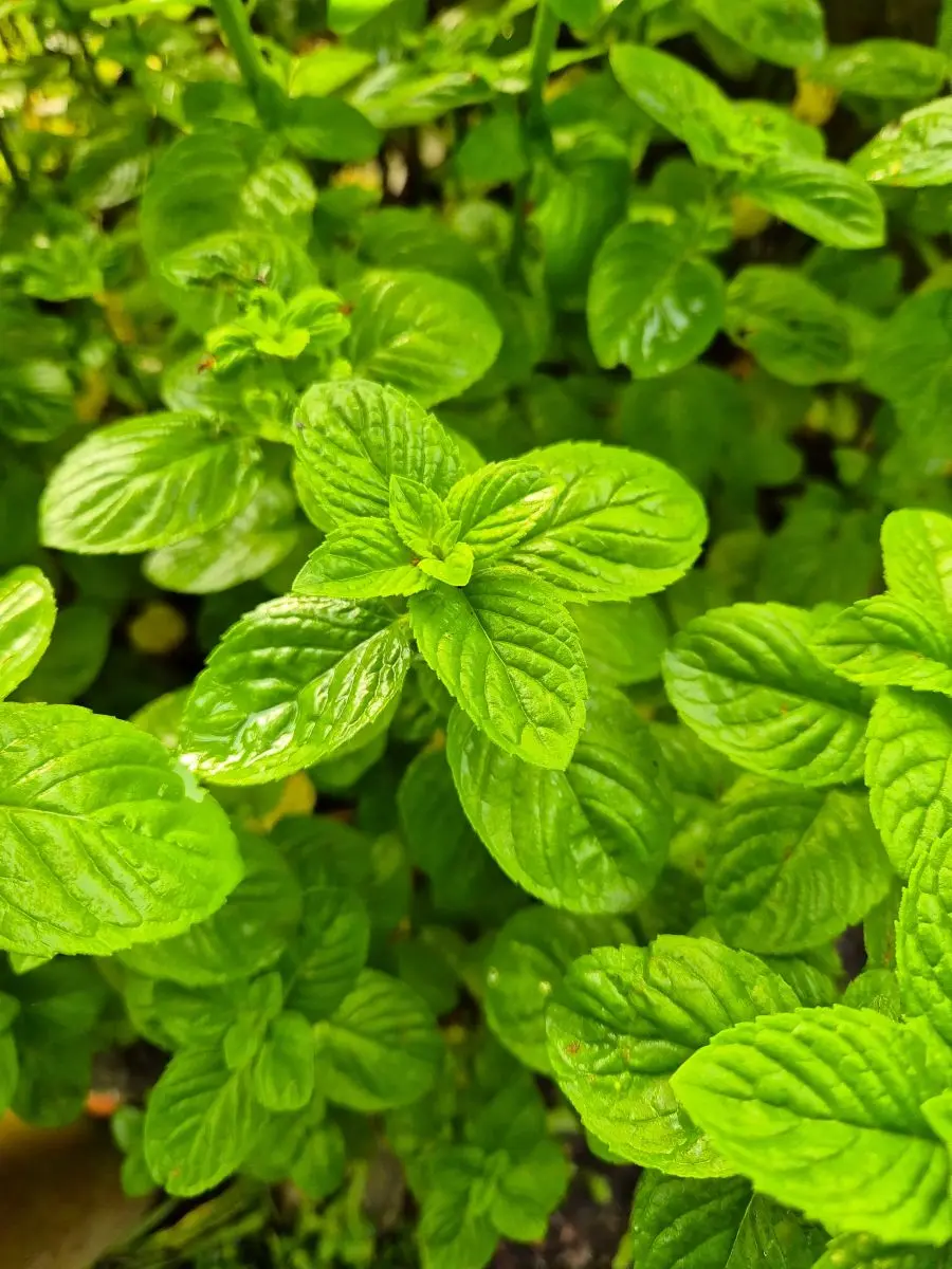 Pfefferminze im Beet von oben, dichter Bestand mit kräftig grünen, genarbten Blättern