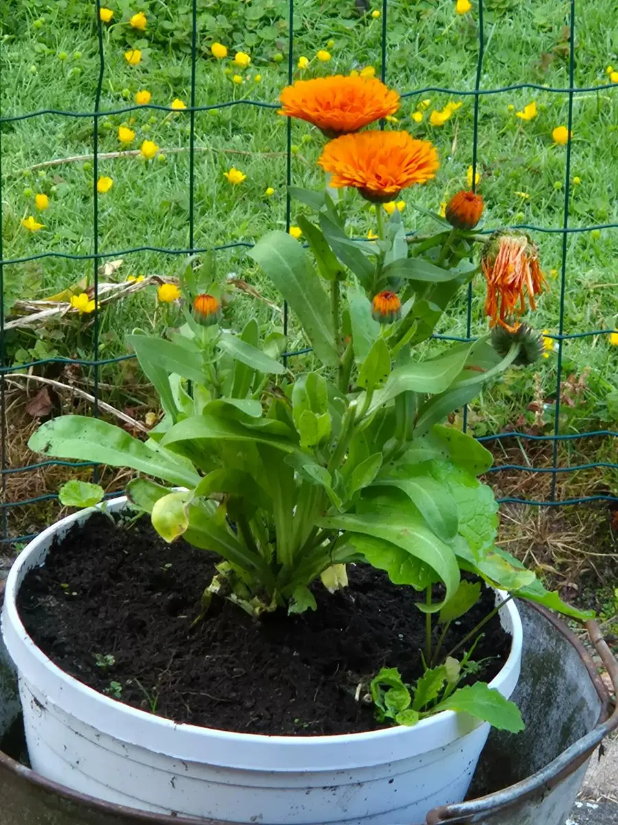 Orange blühende Ringelblume in einem weißen Topf vor einem grünen Gitterzaun