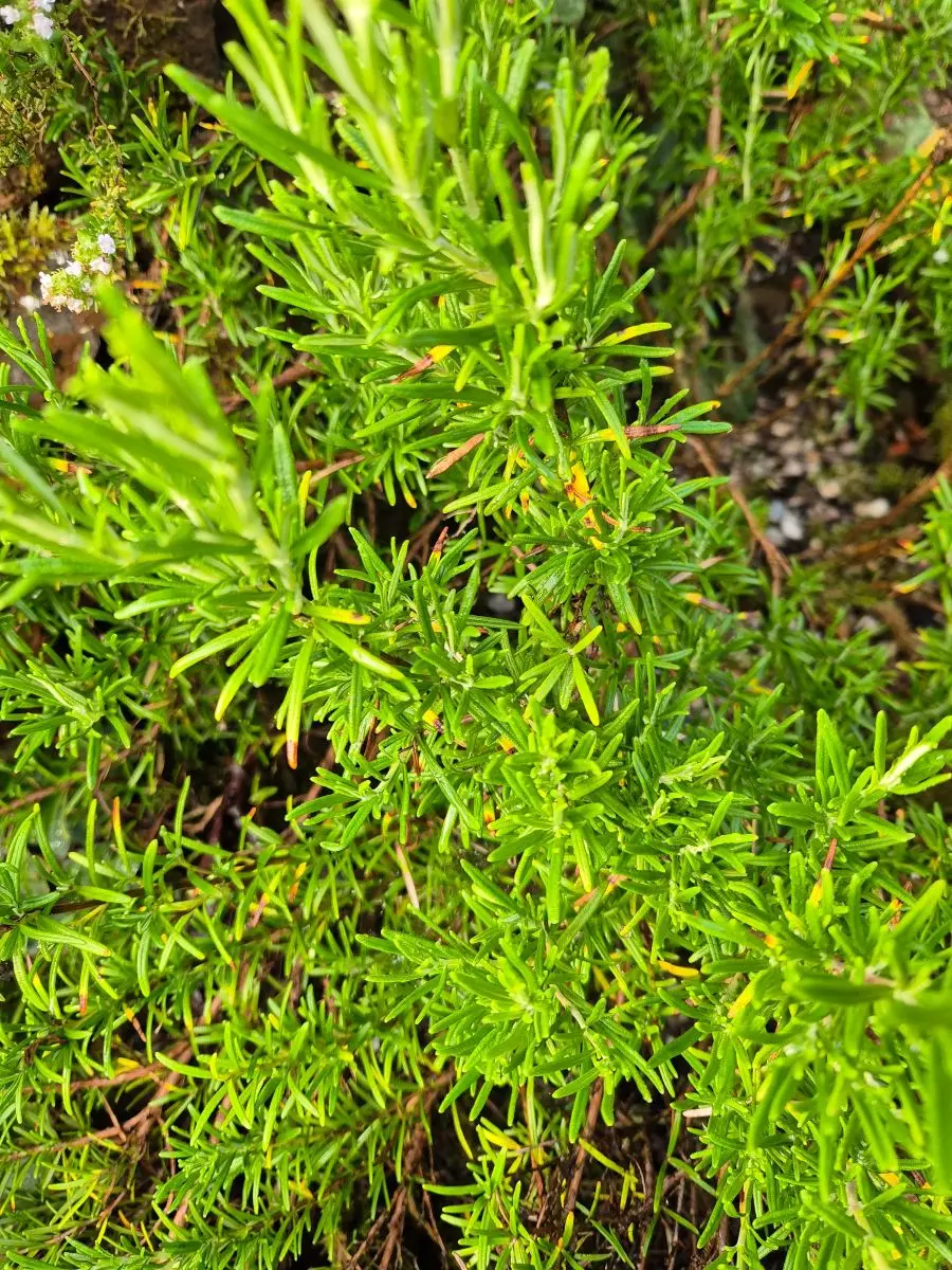 Rosmarin von oben mit dichten Trieben und schmalen, nadelförmigen Blättern