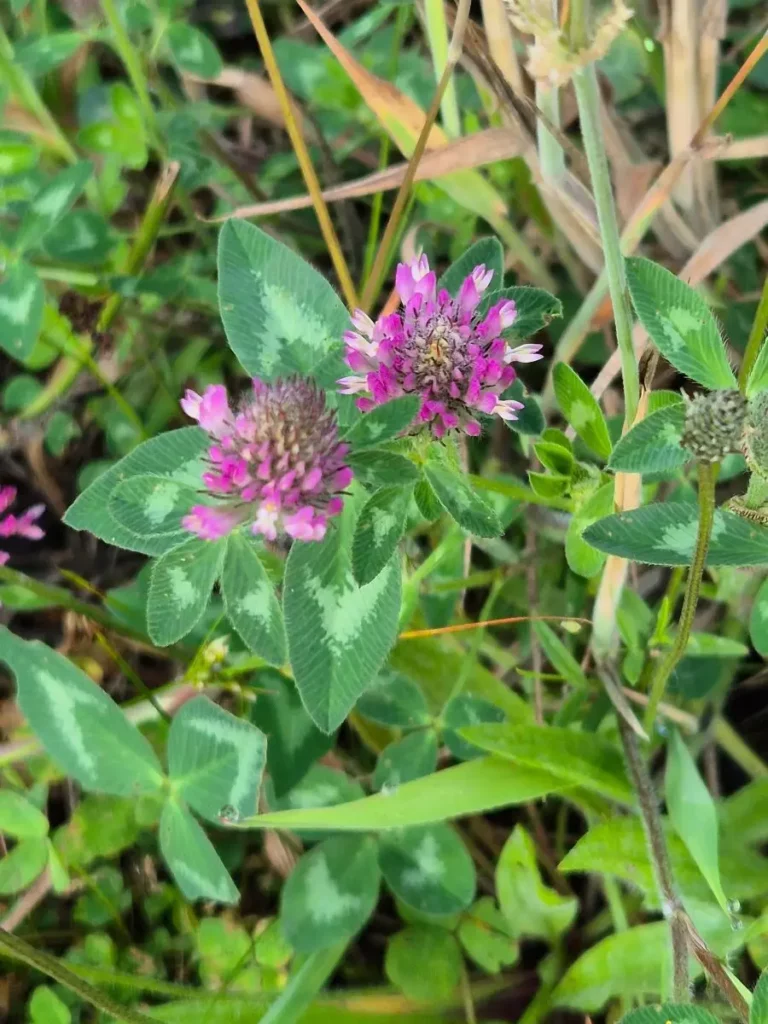 Rotklee, Heilpflanze, essbar, eiweißreich