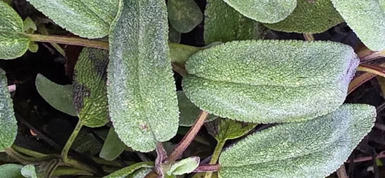 Salbei, heilend, aromatisch, antibakteriell, schwei&szlig;hemmend