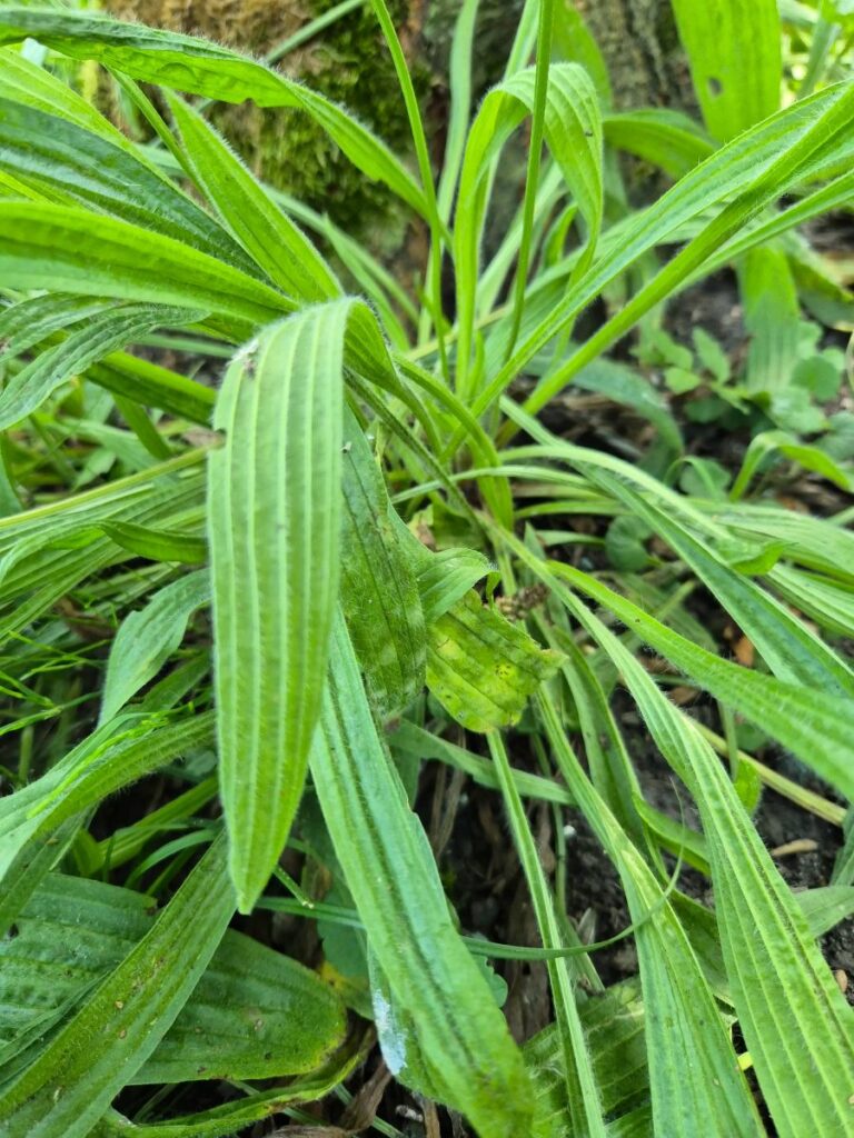 Spitzwegerich, heilkr&auml;ftiges Wegerichgew&auml;chs