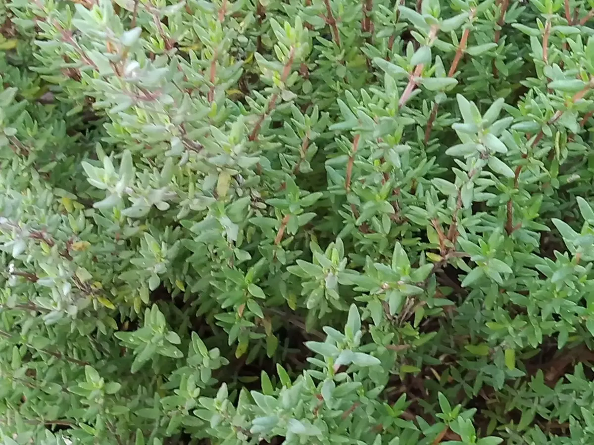 Thymian als dichtes Polster von oben, winzige graugrüne Blättchen an rötlichen Stängeln