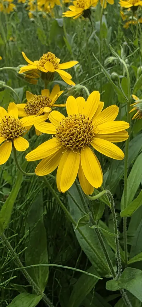 Wiesenarnika