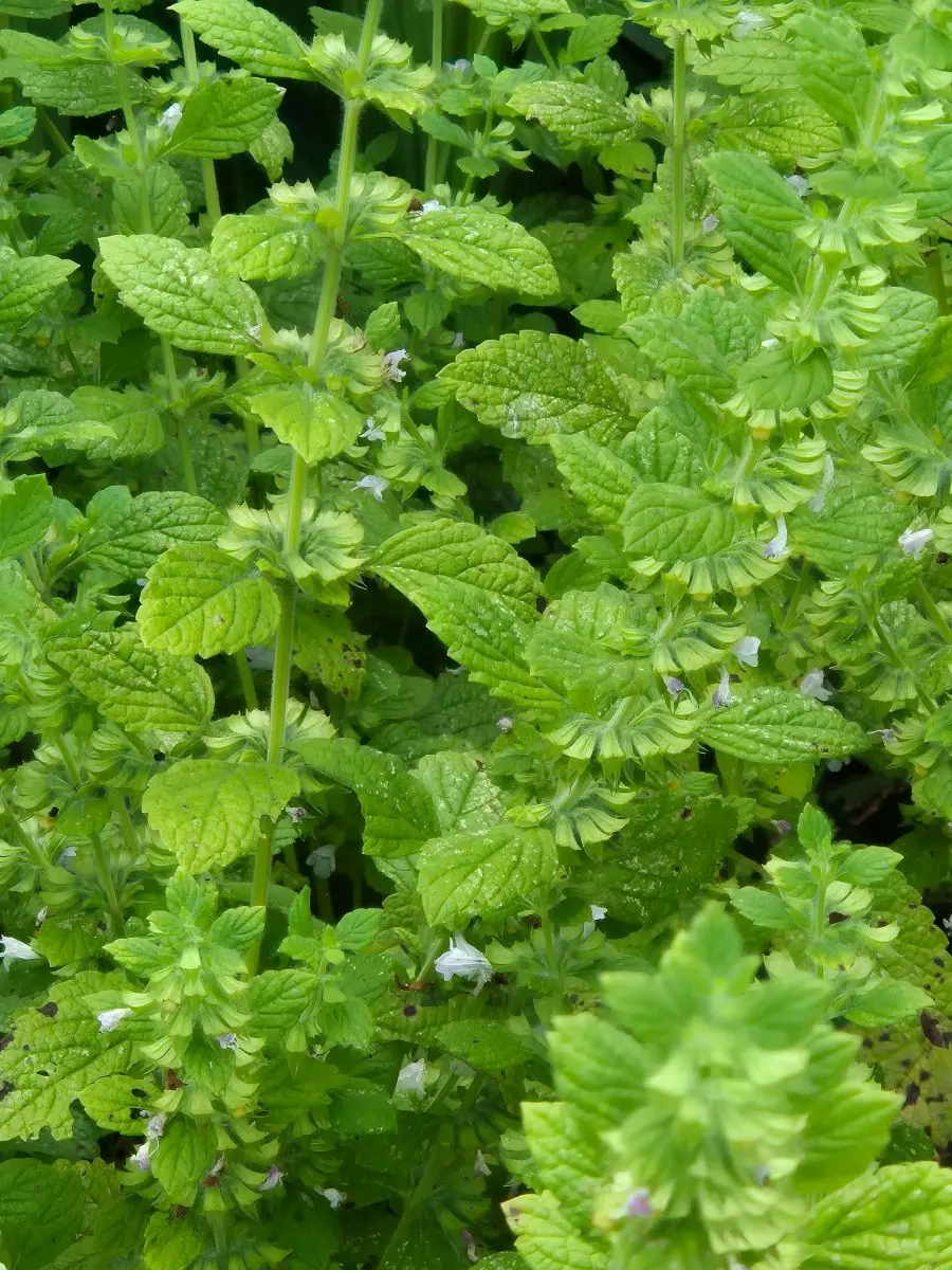 Blühende Zitronenmelisse mit kleinen weißen Blüten in den Blattachseln