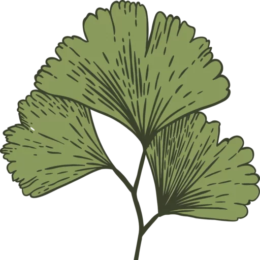Kraeuterneli &ndash; Naturheilkunde & Kr&auml;uter