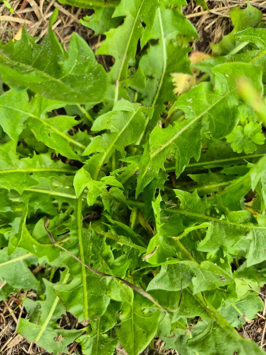Blattrosette vom Löwenzahn mit tief gezähnten Blättern flach am Boden