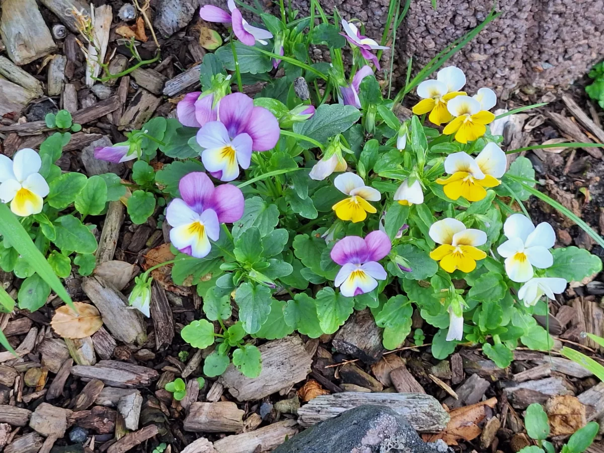 Hornveilchen in Rindenmulch mit violetten, gelben und weißen Blüten