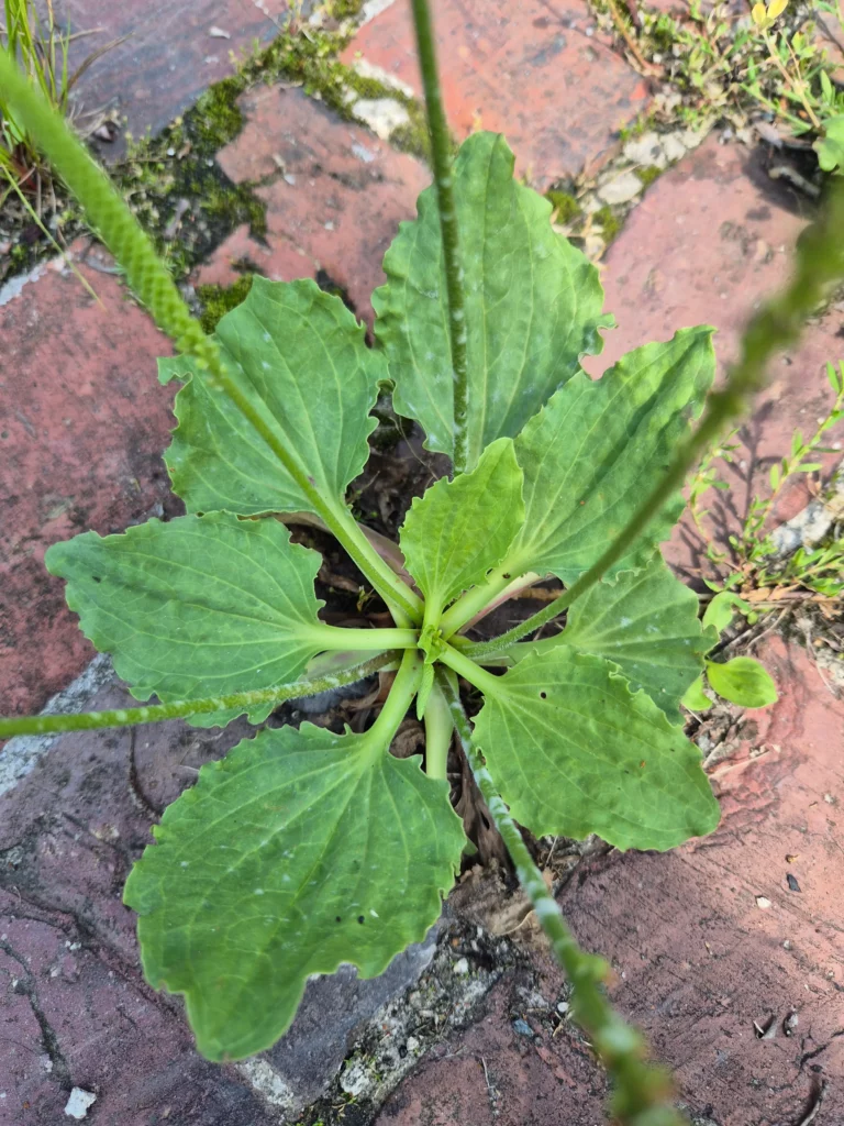 Breitwegerich, breitblättrig, grün, robust, heilkräftig, trittfest, wild