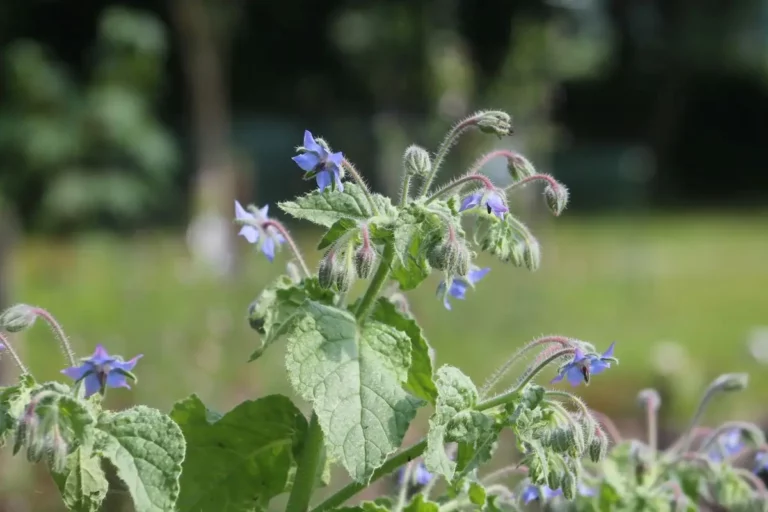 Borretsch, blau blühendes, essbares einjähriges, Würzkraut