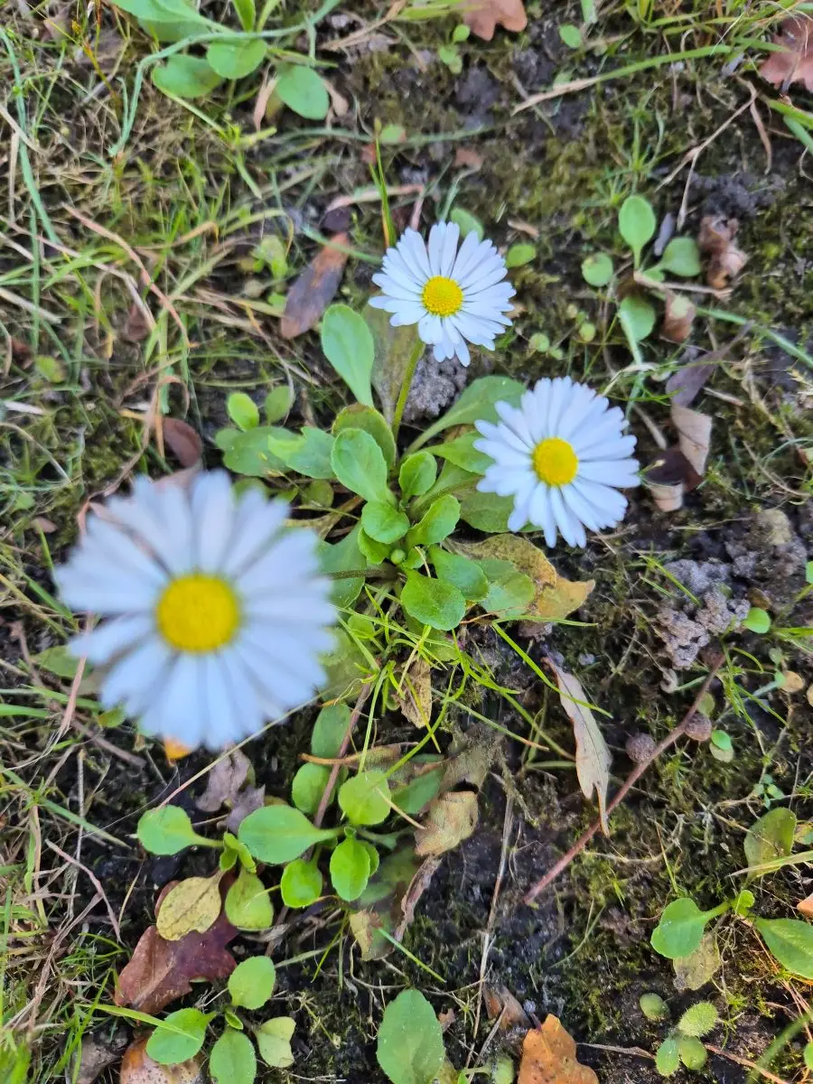 Drei Gänseblümchen mit weißen Zungenblüten und gelber Mitte in einem Rasen