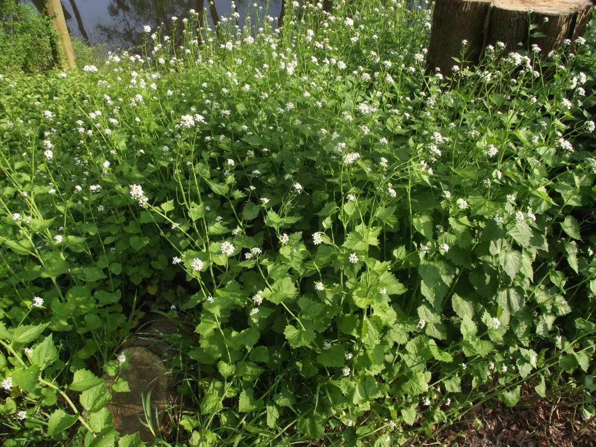 Blühende Knoblauchrauke mit weißen Blüten und herzförmigen Blättern am Ufer