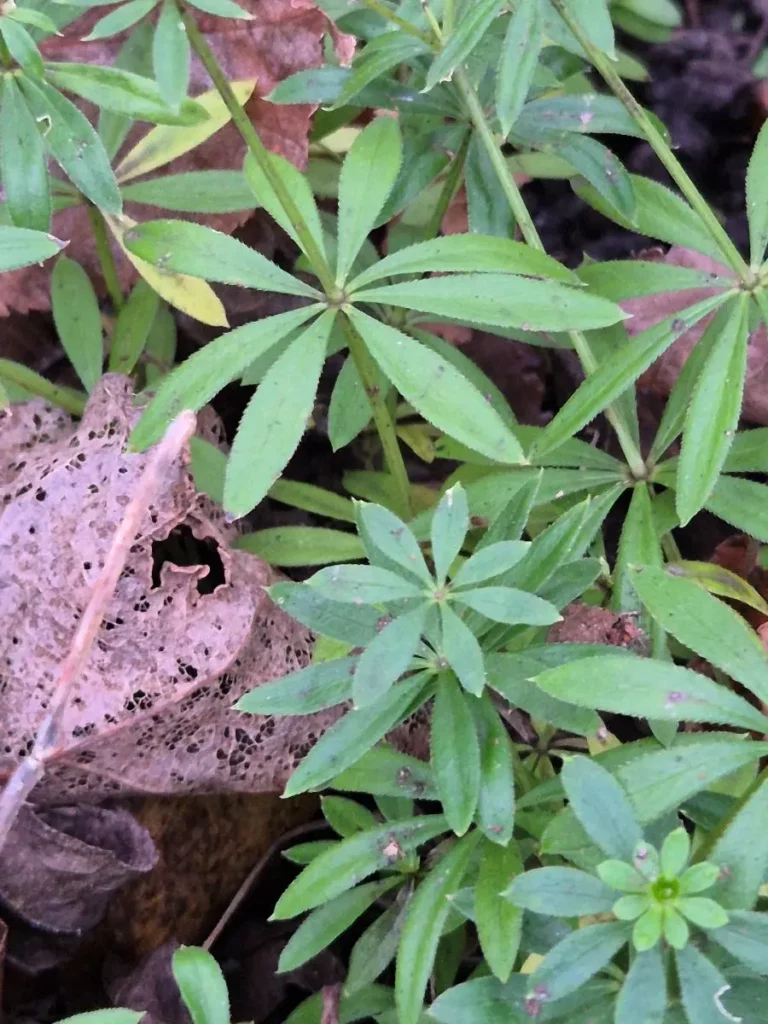 Waldmeister, duftender Waldschatten-Bodendecker, w&uuml;rziges Aroma