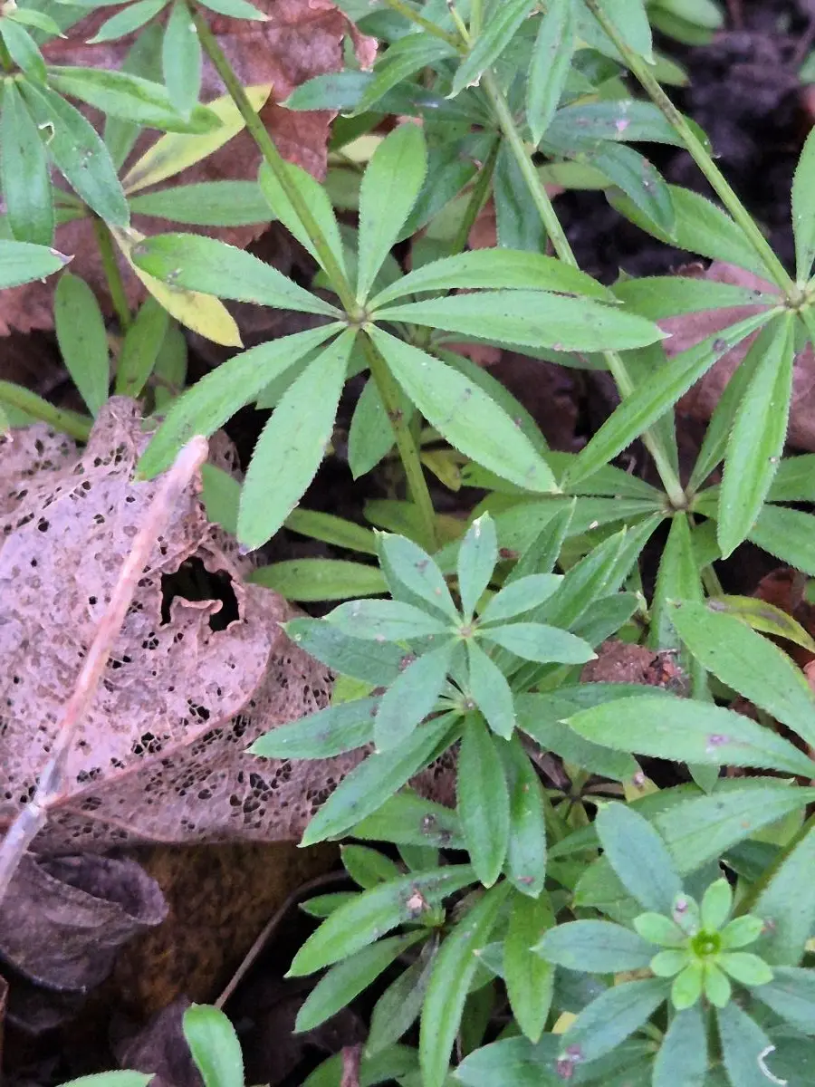 Waldmeister mit schmalen, sternförmig um den Stängel stehenden Blättern im Laub