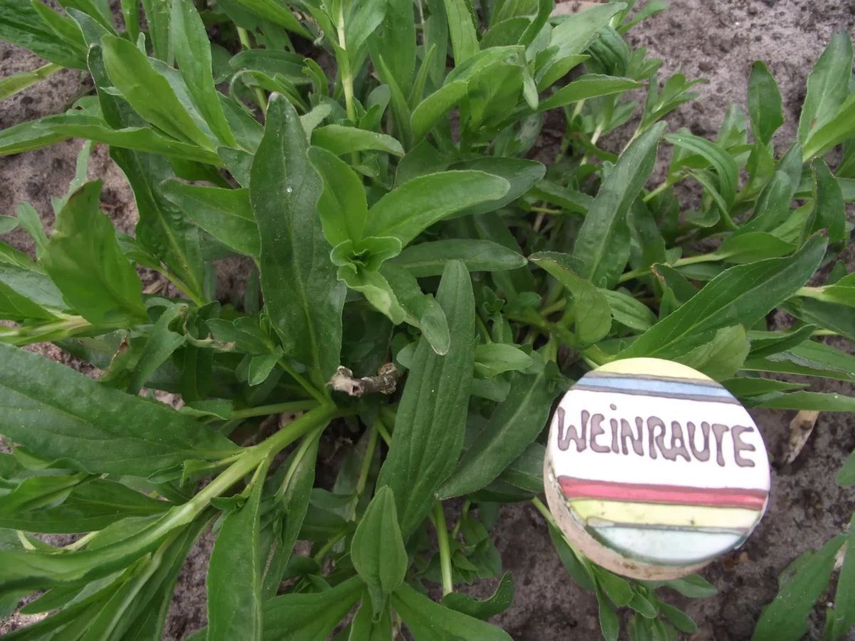 Junge Pflanze im Beet mit einem beschrifteten Pflanzschild Weinraute davor