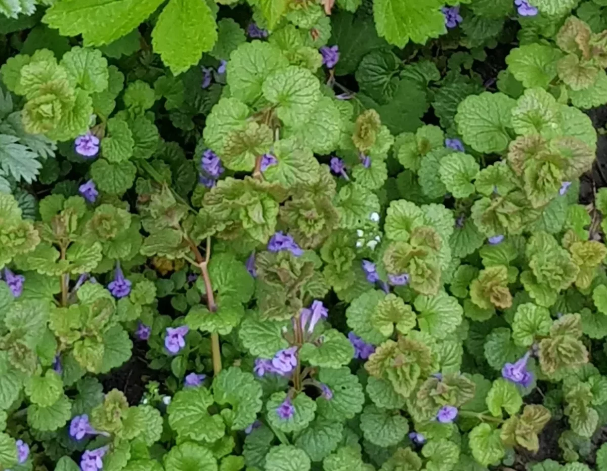 Blühender Gundermann als dichter Bodendecker mit nierenförmigen Blättern und blauvioletten Lippenblüten