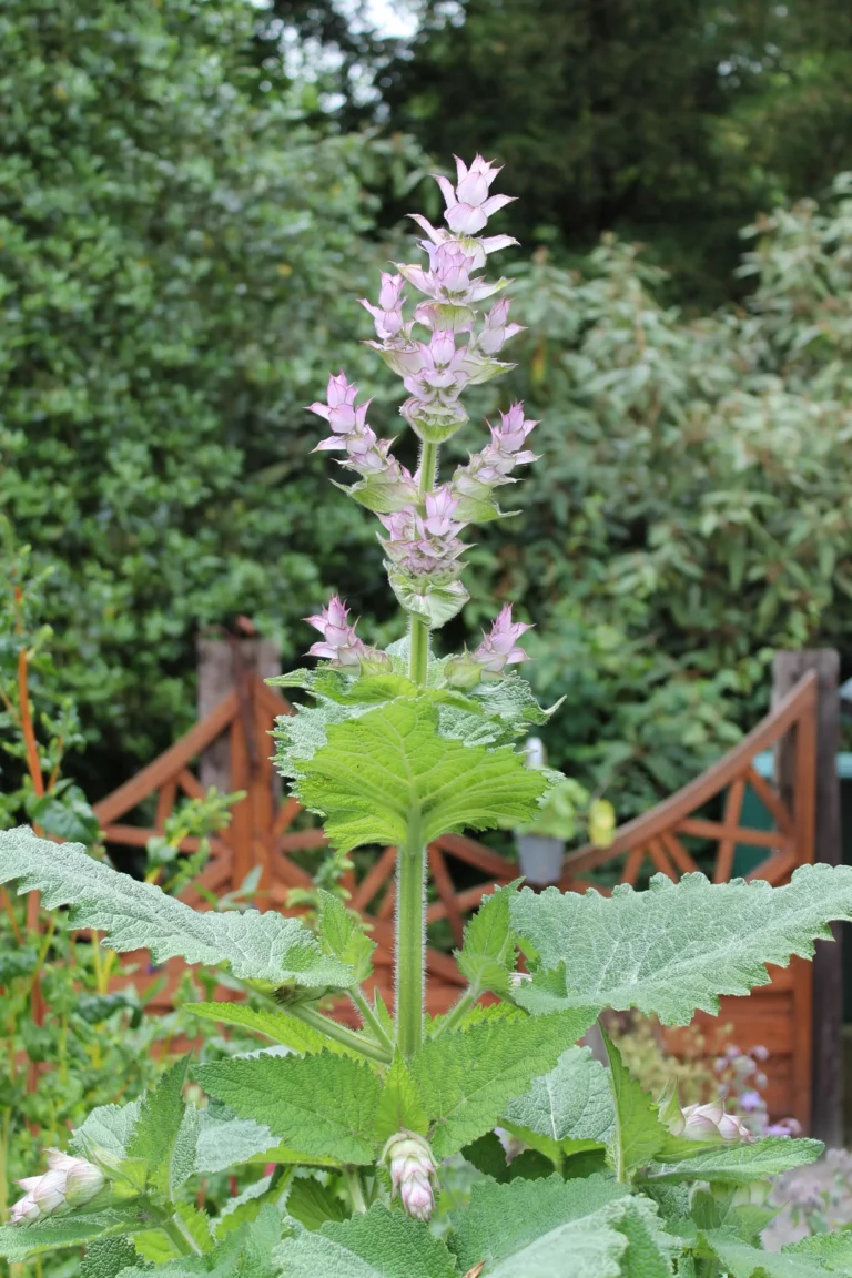 Herzgespann, rosabl&uuml;hend, gez&auml;hntbl&auml;ttrig, heilkr&auml;ftig, krautig, bienenfreundlich