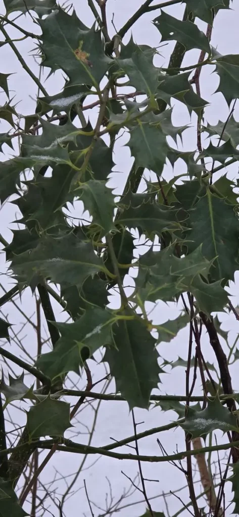 Ilex, immergrün, stachelig, winterhart, rotbeerig, robust, glänzend