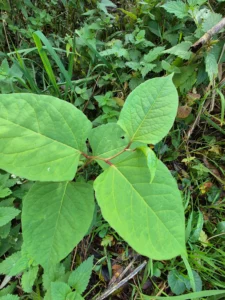 Japanischer Staudenknöterich