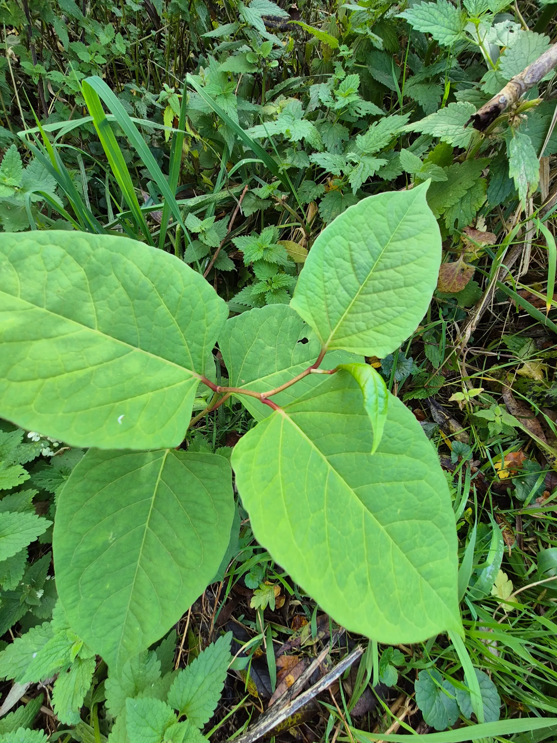 Japanischer Staudenknöterich