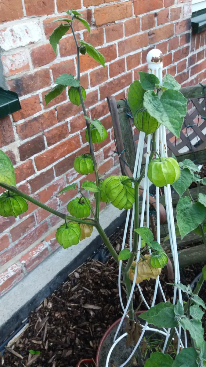 Lampionblume am Rankgitter mit noch grünen, aufgeblasenen Fruchthüllen vor einer Ziegelwand