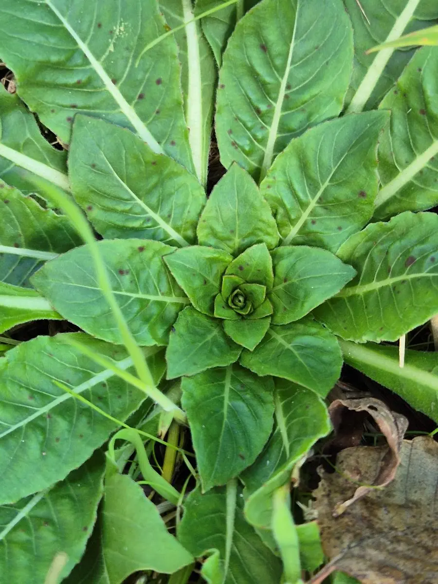 Blattrosette der Nachtkerze mit lanzettlichen Blättern und auffällig heller Mittelrippe