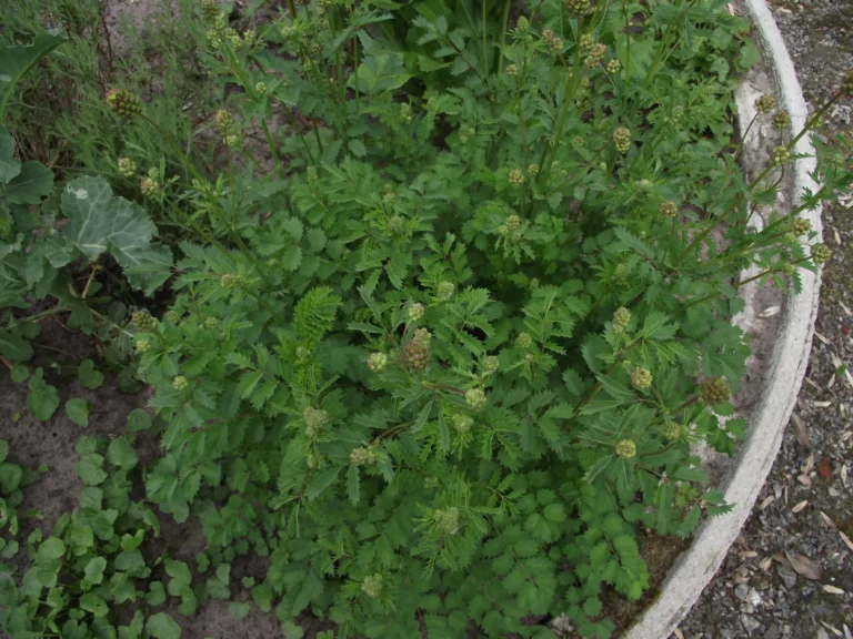 Pimpinelle, feinbl&auml;ttrig, zart, aromatisch, gr&uuml;n, K&uuml;chenkraut, wild