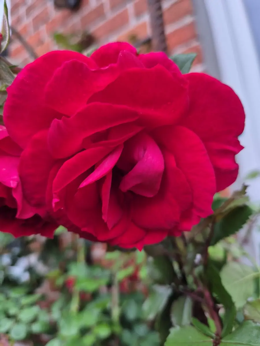 Kräftig rote, dicht gefüllte Rose vor einer Ziegelwand