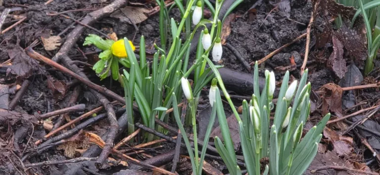Schneegl&ouml;ckchen, kleine wei&szlig;e Fr&uuml;hlingsboten