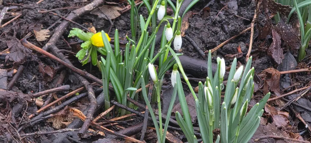 Blühende Schneeglöckchen mit weißen hängenden Blüten, daneben ein gelber Winterling